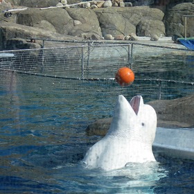 Белый дельфин.
