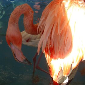 ��������.