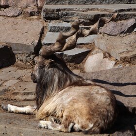 ���������� ����.