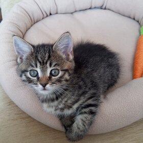 ��� �����.