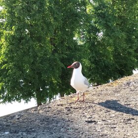 ������������ �����.