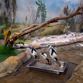 ����������.