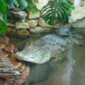Черепаха и крокодил.