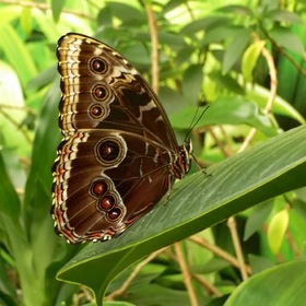 Бабочка-красавица