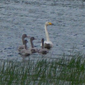 ���������.