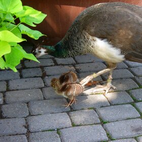 ���������:-)