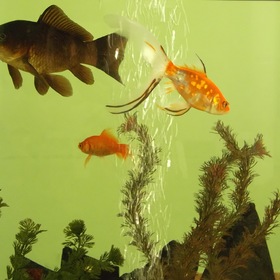 Золотая рыбка, исполни желание!